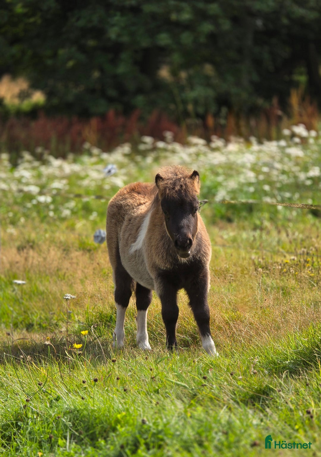 Allround hästar till salu: Bedårande minishetland i Hörby - Annons 7