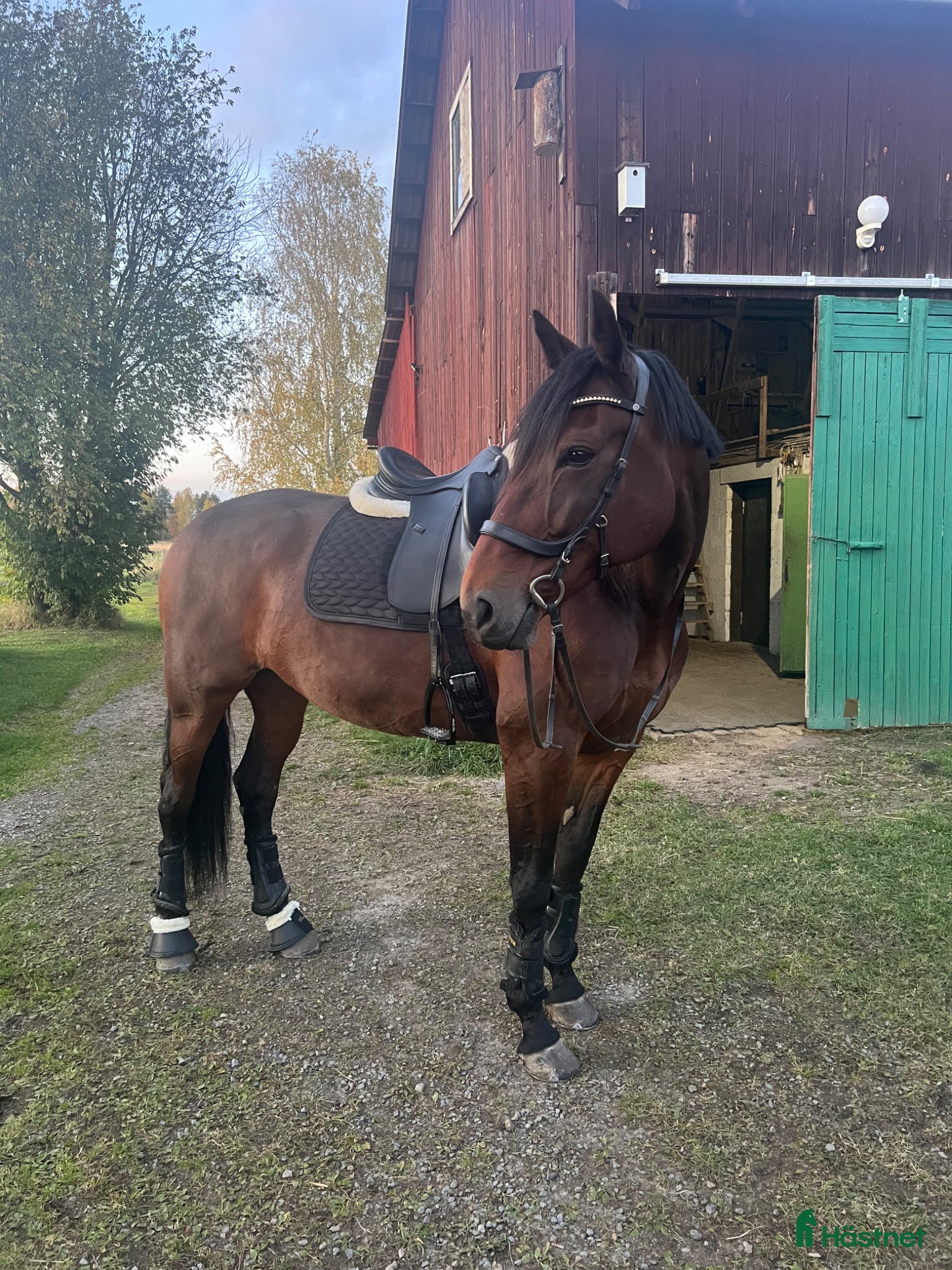  hästar Dressyrhäst med potential  - Annons 6