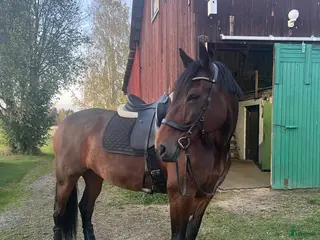 hästar Dressyrhäst med potential - Annons 6