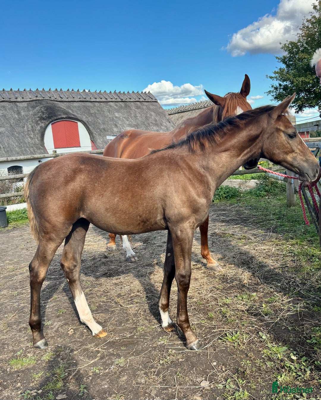 Hoppning hästar till salu: Komplett sto med prestationsmöderne i Lund - Annons 2