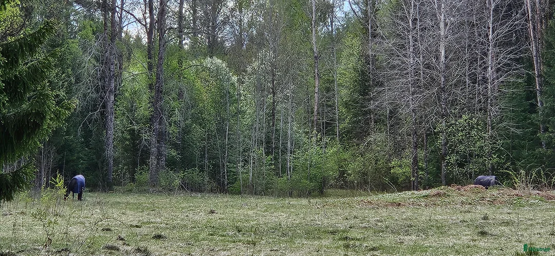 Allround hästar sökes: Trygg kompis sökes - Annons 2