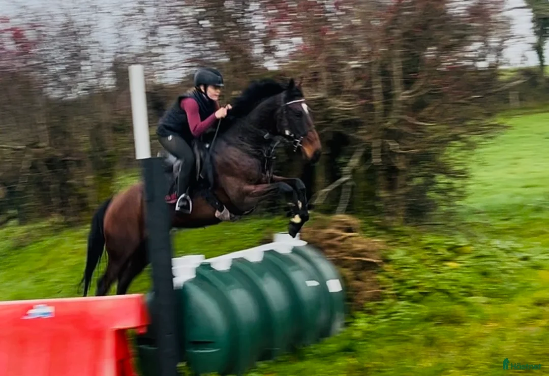 Allround hästar till salu: Selection of ponies i Ljungby - Annons 4