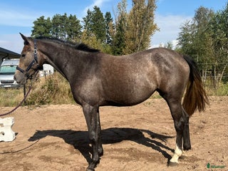 hästar Välstammat sto i Blentarp - Annons 15