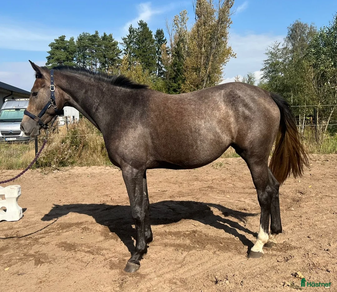 Hoppning hästar till salu: Skinny Love (Ny film) - Annons 1