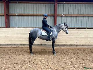 hästar 4 årig spansk varmblods sto i Vadum - Annons 1