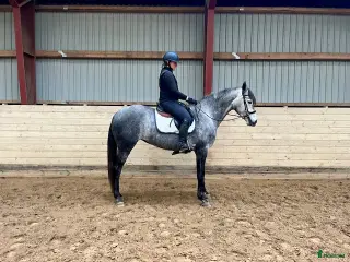 hästar 4 årig spansk varmblods sto i Vadum - Annons 7