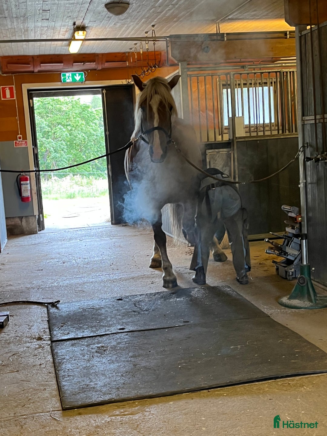 Allround hästar till salu: Gulligt Kallblodssto i Västerhaninge - Annons 3
