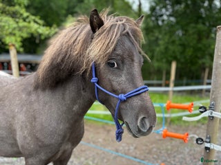 hästar Unik ponny söker nytt hem i Sjuntorp - Annons 12