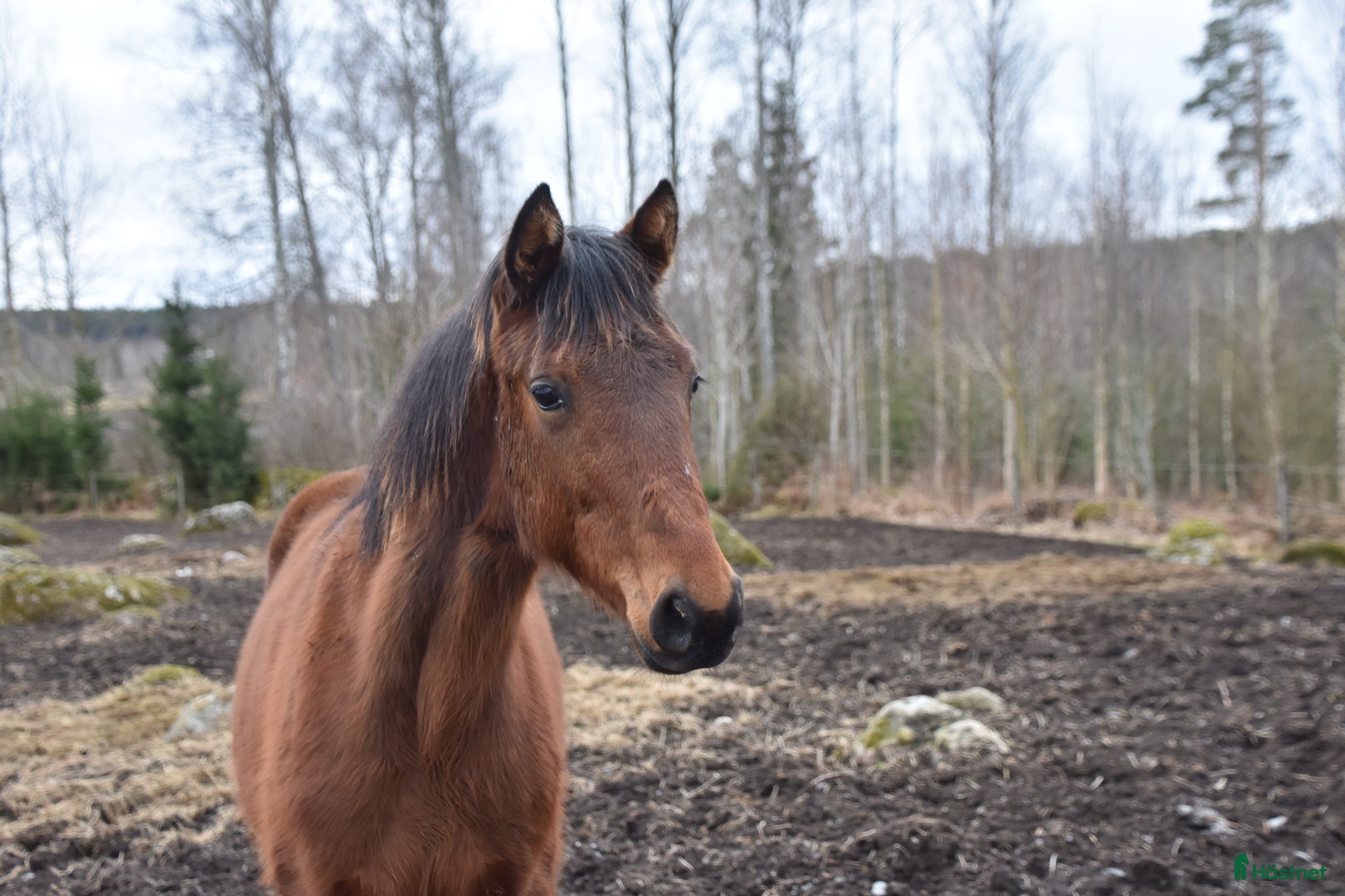  hästar Hohneck avkomma Hardi Dream 1-åring hings - Annons 2