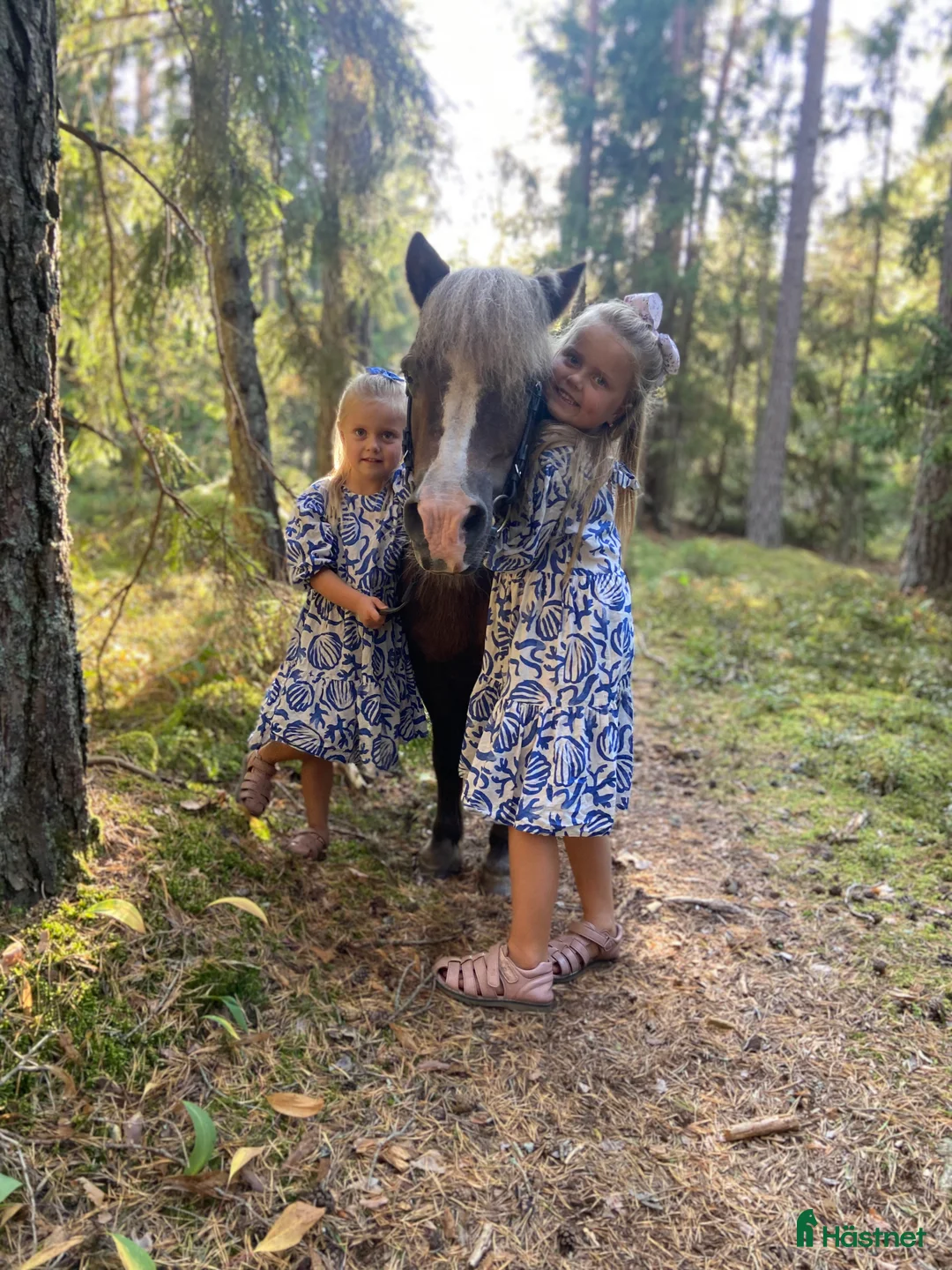 Allround hästar sökes: Läromästare sökes  i Grillby - Annons 2