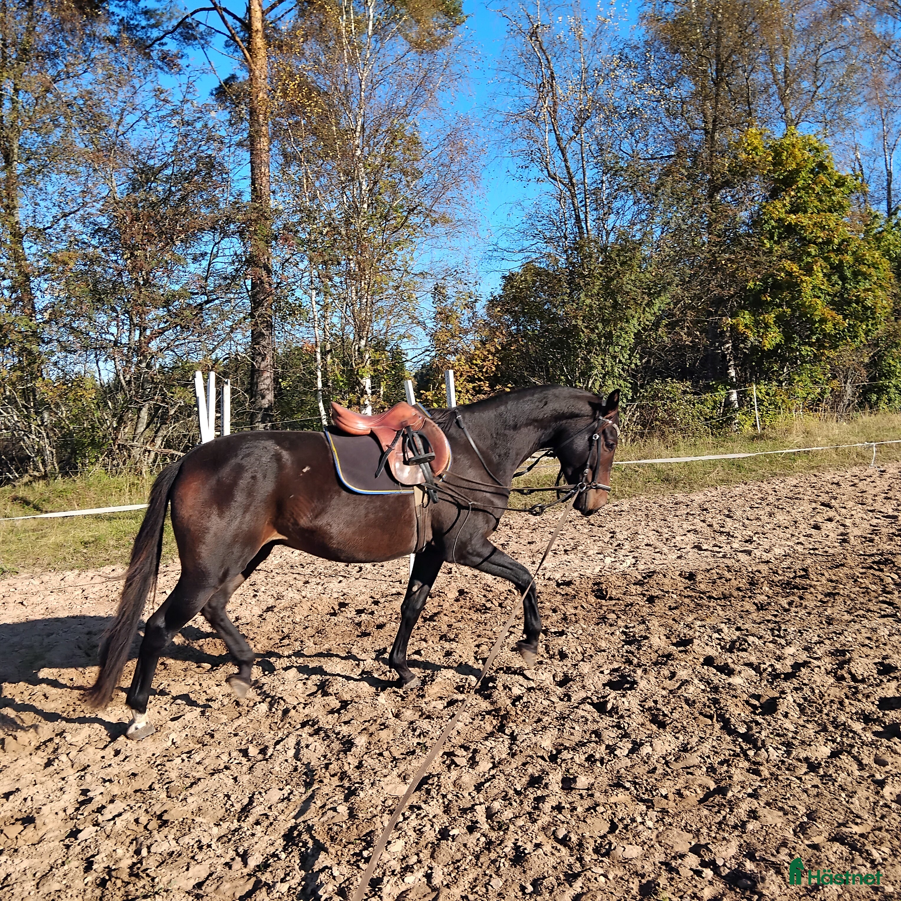  hästar Trevlig 3åring e Janiero Platinum i Insjön - Annons 19