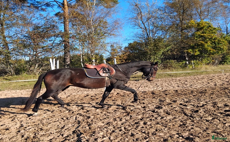  hästar i Insjön - Annons 10