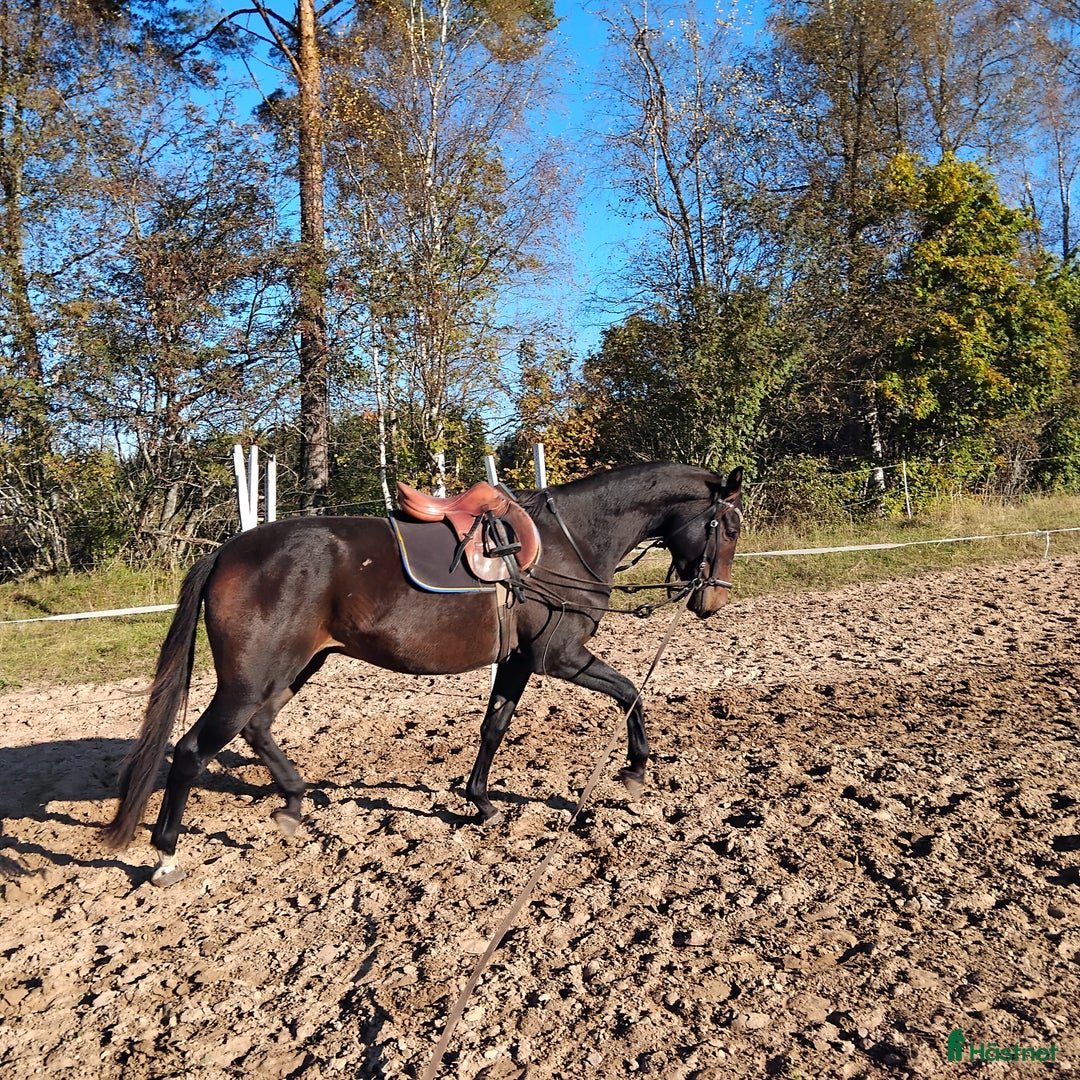Dressyr hästar till salu: Trevlig 3åring e Janiero Platinum i Insjön - Annons 1