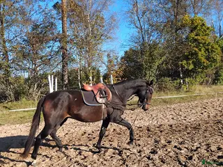hästar Trevlig 3åring e Janiero Platinum i Insjön - Annons 17
