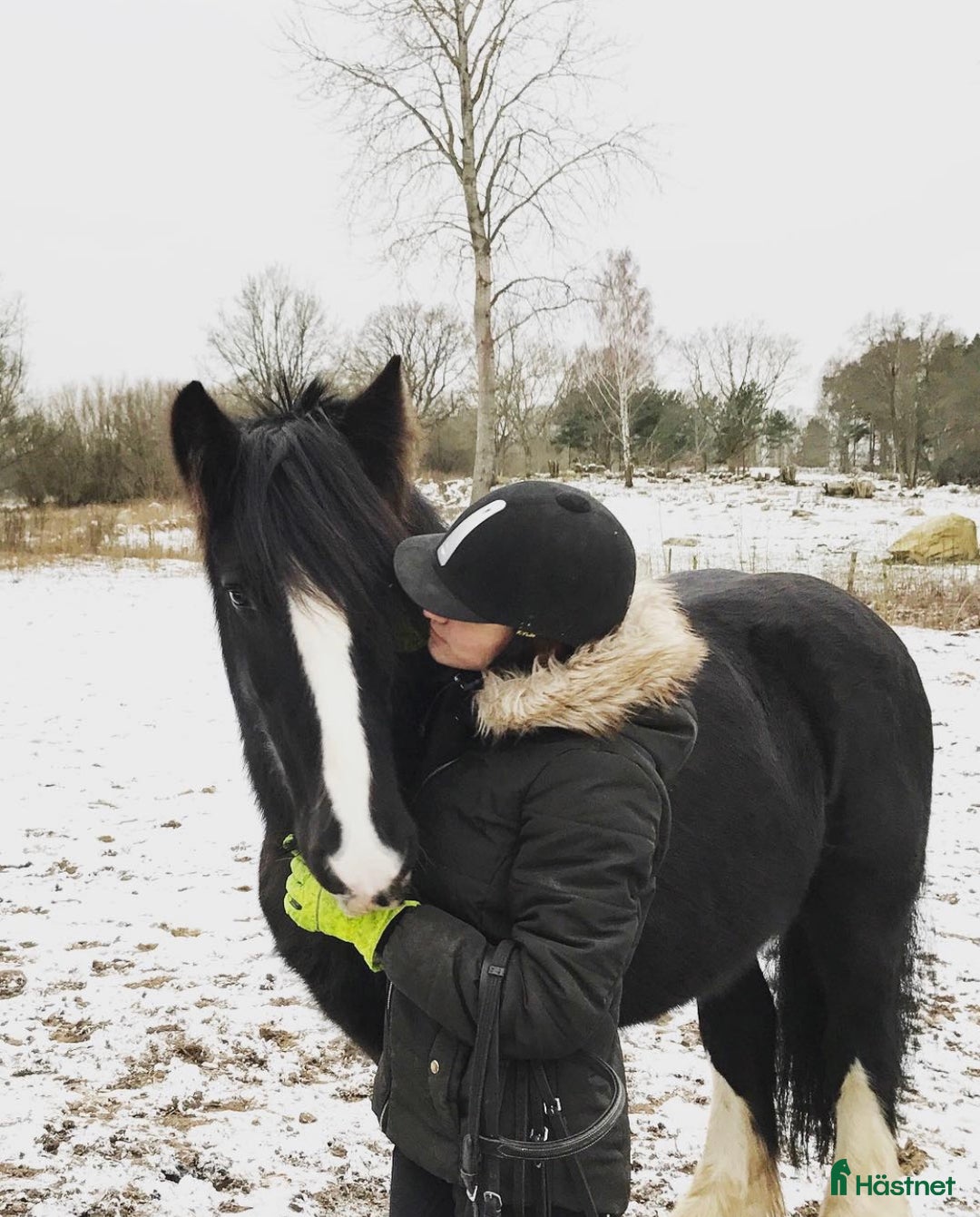 Sällskap hästar till salu: Världens bästa sällskapshäst i Kristianstad - Annons 2