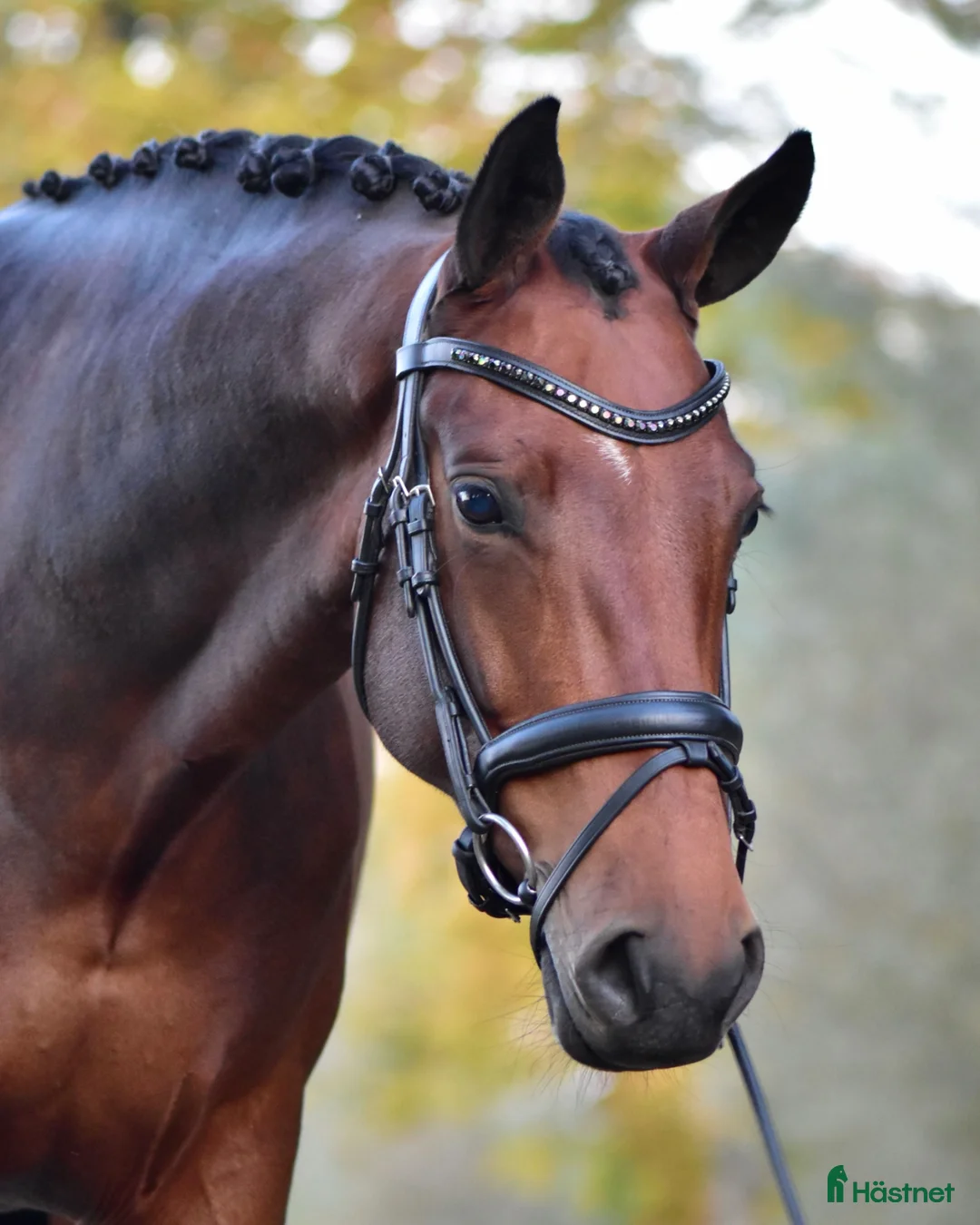 Dressyr hästar till salu: Lovande dressyrsto i Flyinge - Annons 2