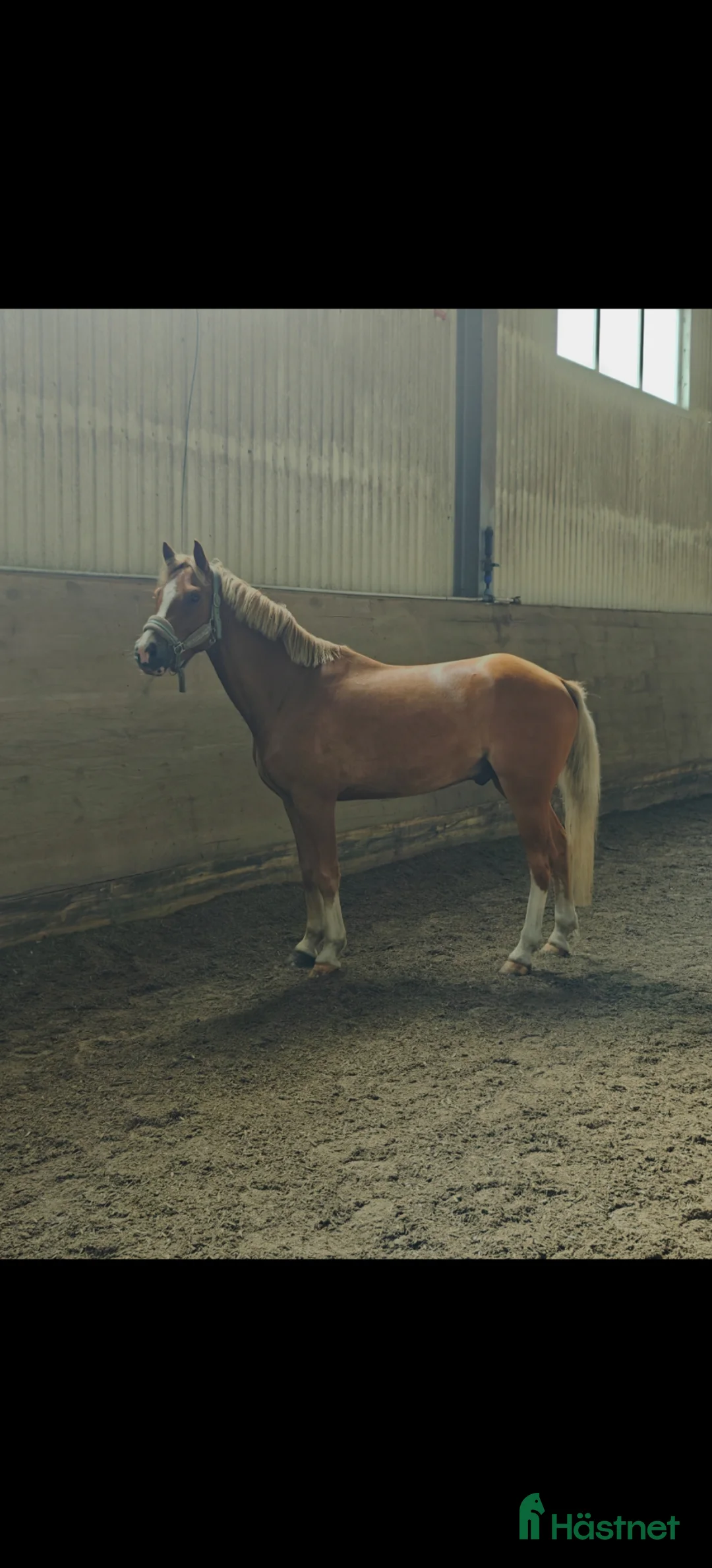 Hoppning hästar till salu: C-ponny med potential  - Annons 2