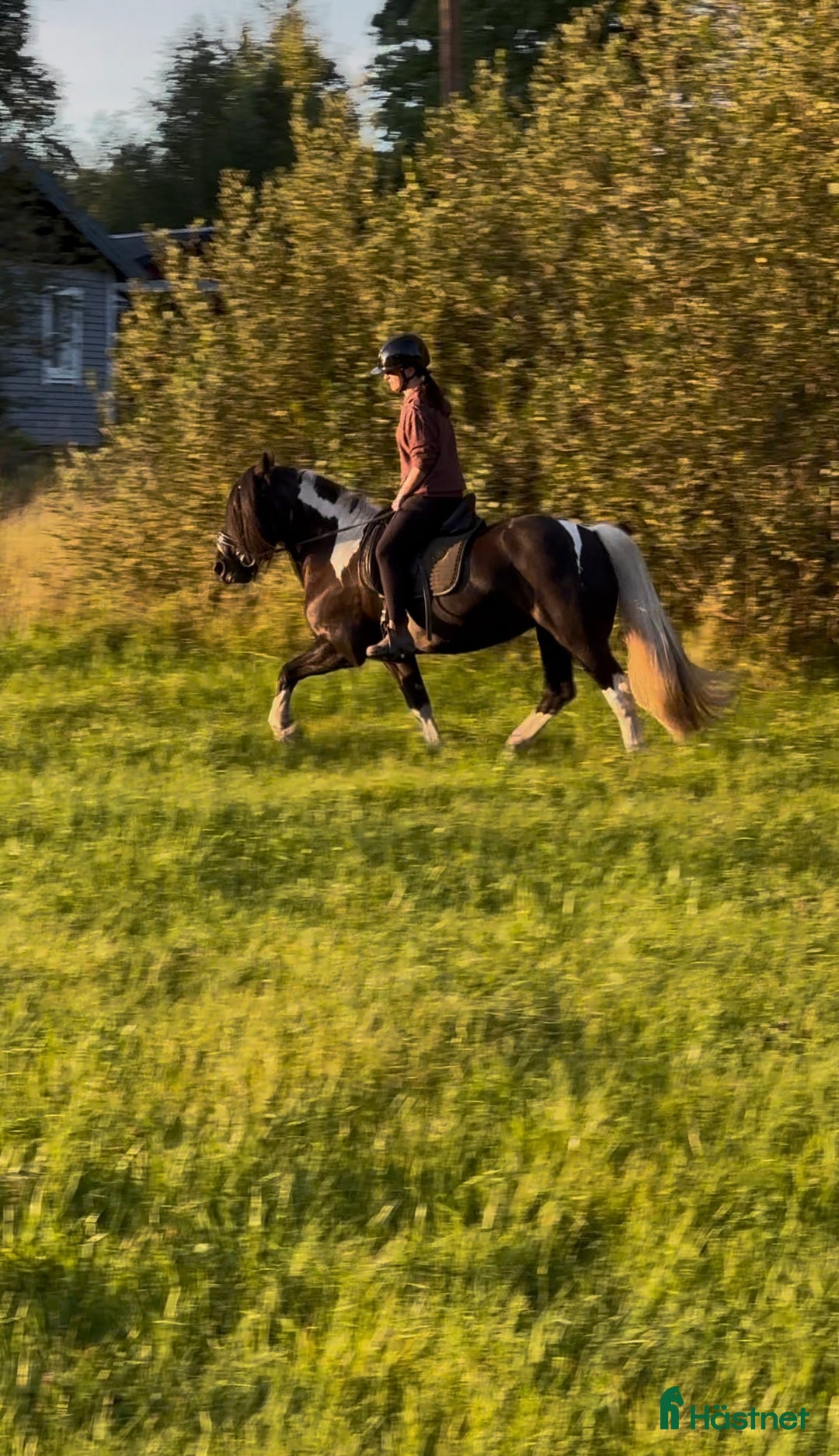 Allround hästar till salu: Vacker drömponny i Uppsala - Annons 3