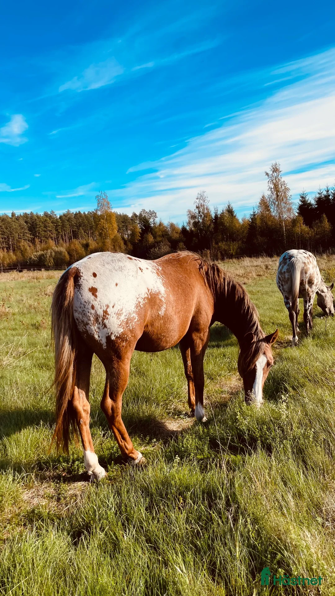 Western hästar till salu:  2,5-årigt sto med potential (PoA / AQH) i Kristinehamn - Annons 2
