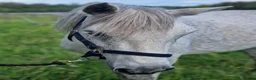 Avelshästar hästar till salu: Connemara till avel och sällskap - Annons 2
