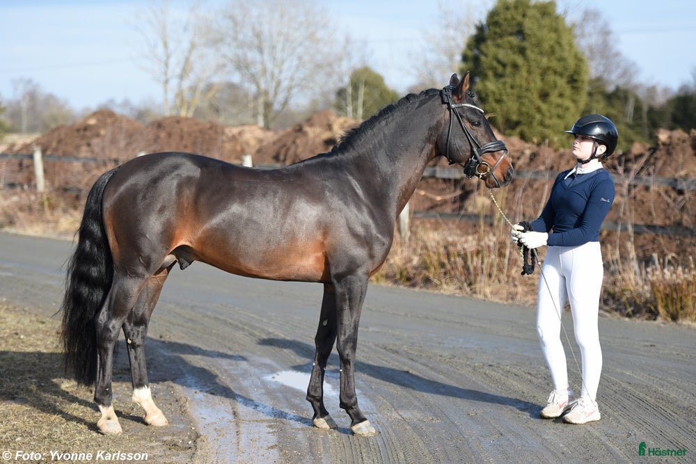  hästar Fantastisk prestationshingst till salu! - Annons 2