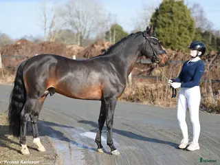 hästar Fantastisk prestationshingst till salu! - Annons 2