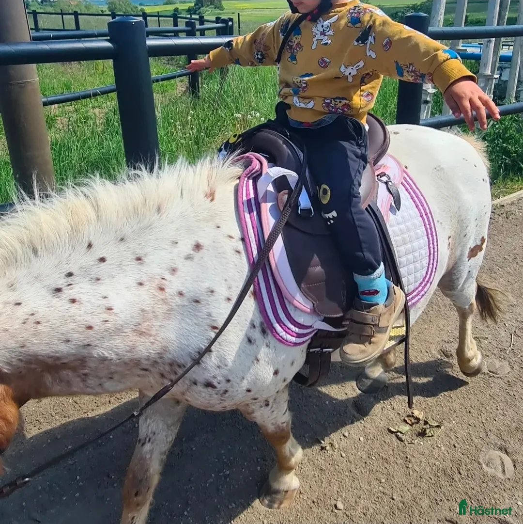 Allround hästar till salu: 🦄 FERRARI 🦄 i Oxie - Annons 9