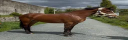 Allround hästar till salu: Connemara gelding 148cm - Annons 14