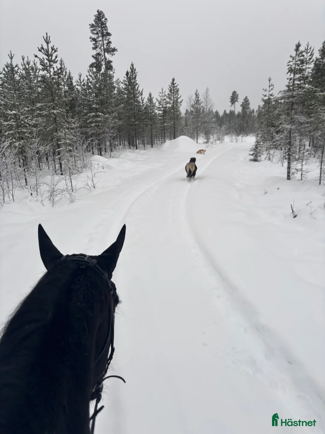  foderhäst finnes: Fodervärd till snäll valack - Annons 8