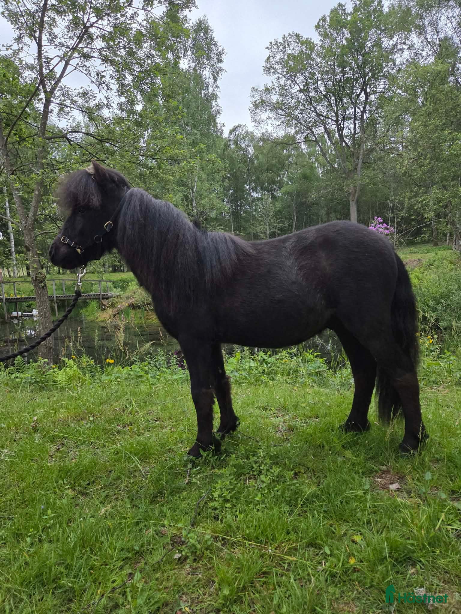  hästar Luckie söker hem.. - Annons 4