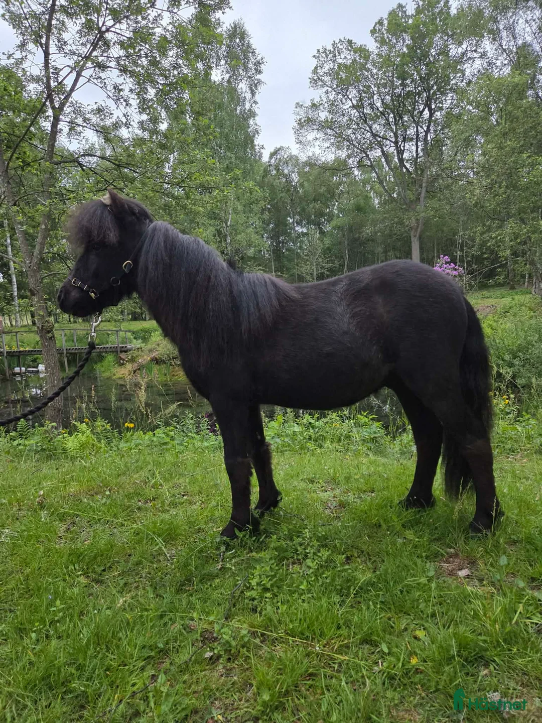 Allround hästar till salu: Luckie söker hem.. - Annons 1