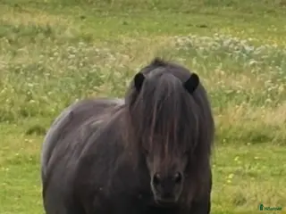 hästar Kanon barnponny eller avel - Annons 1