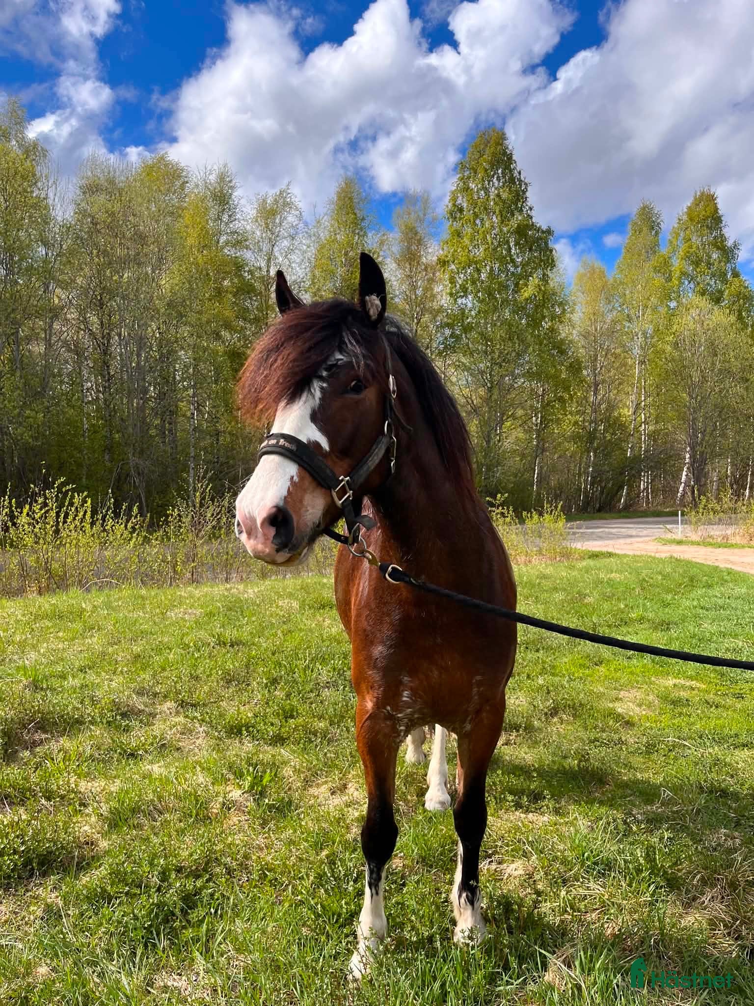  hästar ⭐ Vilja söker sin människa  ⭐ - Annons 8