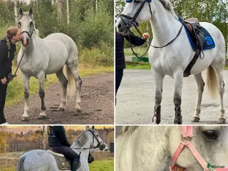 hästar Maxat svenskfödd d-ponny sto - Annons 17