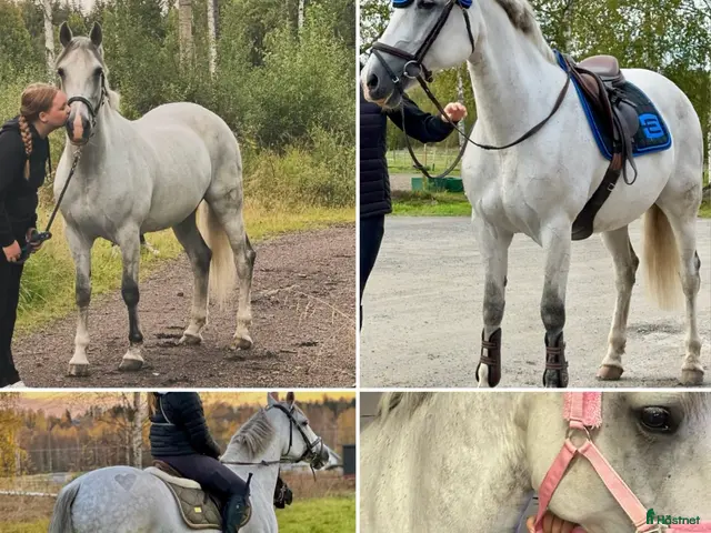 hästar till salu: Maxat d-ponny sto svenskfödd - Annons 2