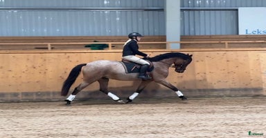  hästar i Leksand - Annons 6