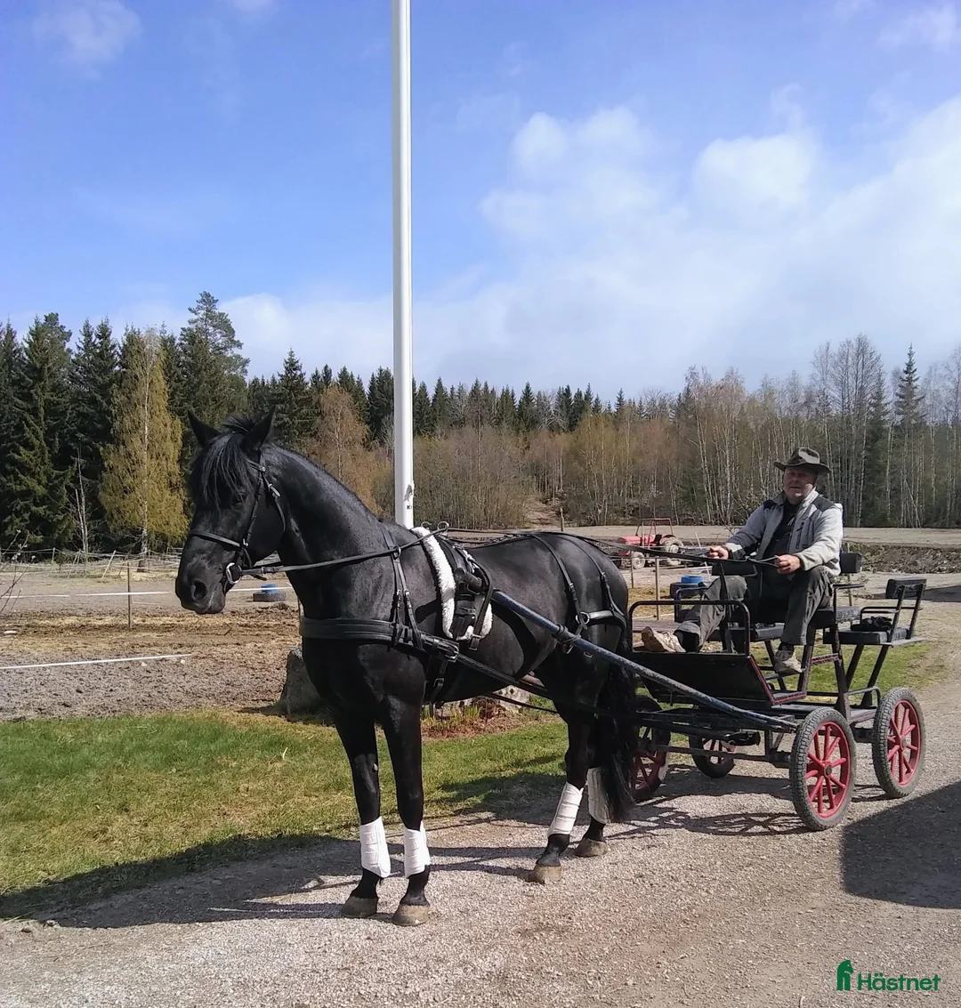Allround hästar till salu: Superfin ridtravare - Annons 1