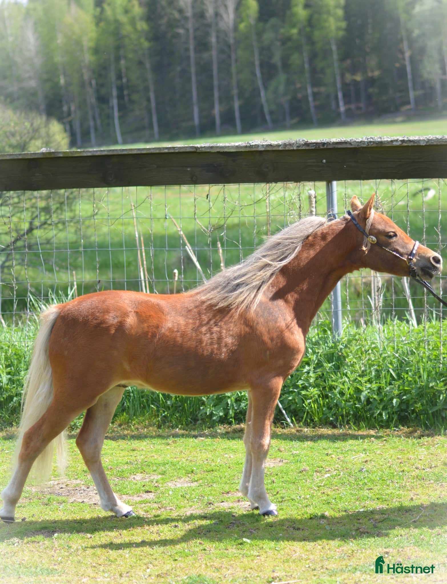  hästar *Otroligt vacker 1 års hingst, AMHA * - Annons 2