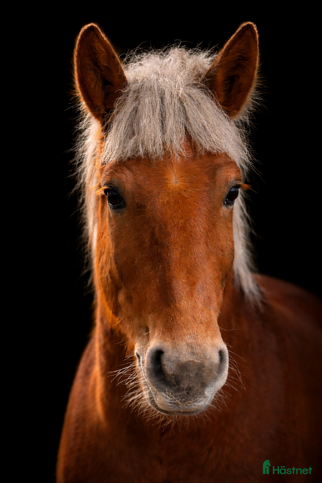  hästar Rejäl nallebjörn! - Annons 16
