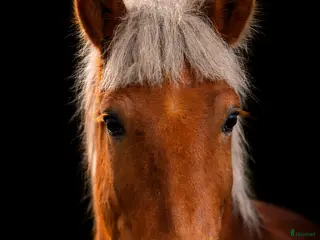 hästar Rejäl nallebjörn! - Annons 16