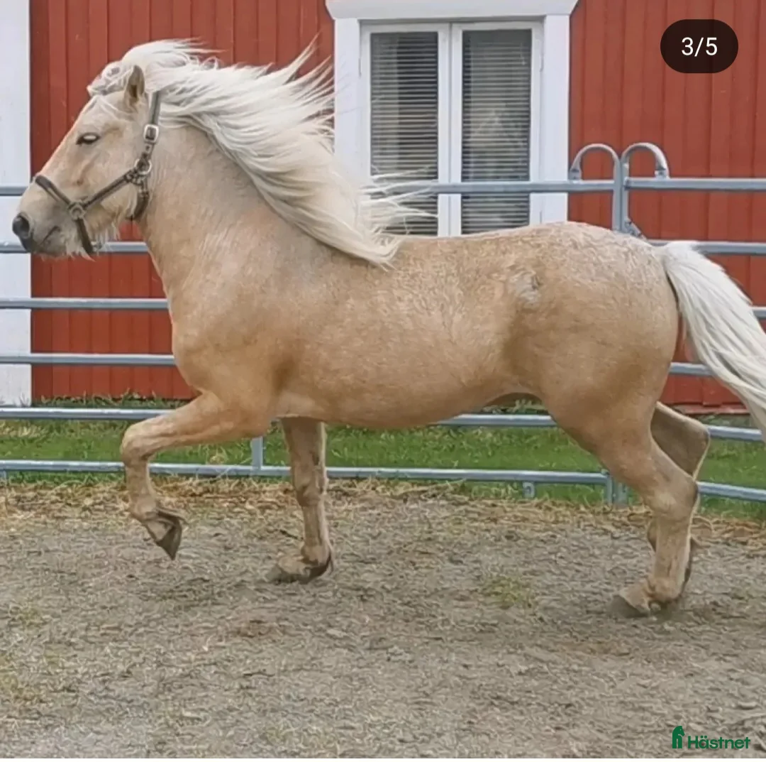 Allround hästar till salu: Dräktigt sto i Norrfjärden - Annons 5