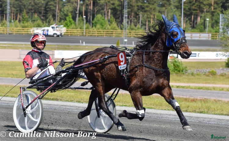  hästar i Vänersborg - Annons 15