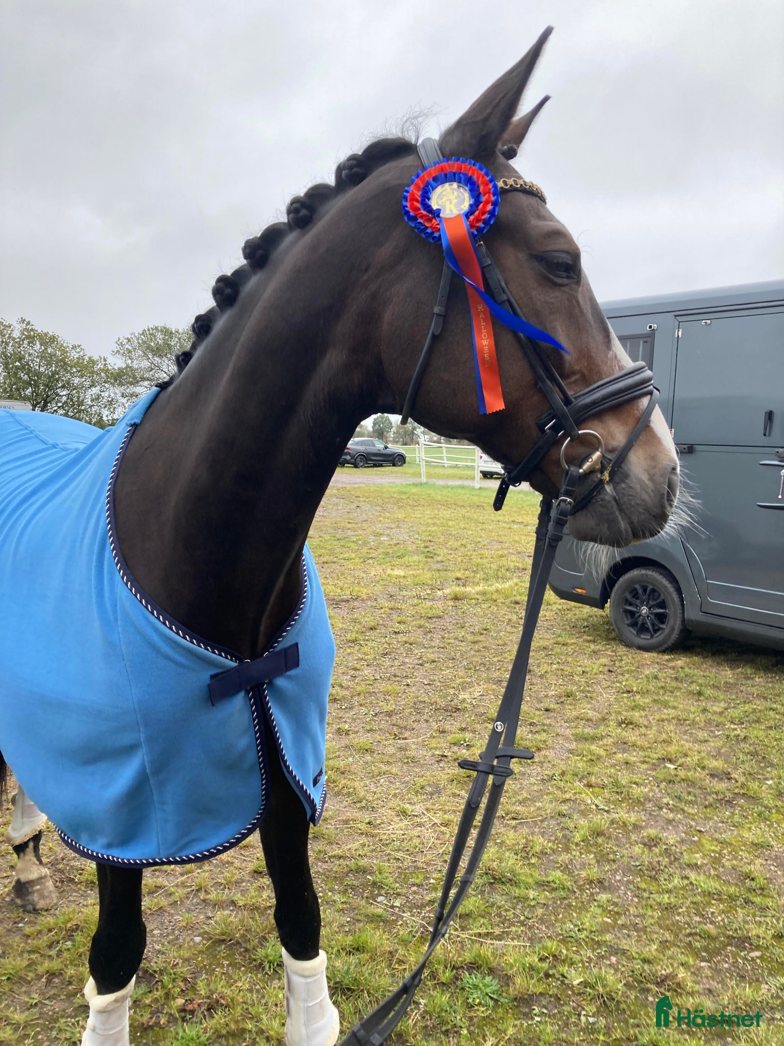  hästar Stilig valack - Annons 12