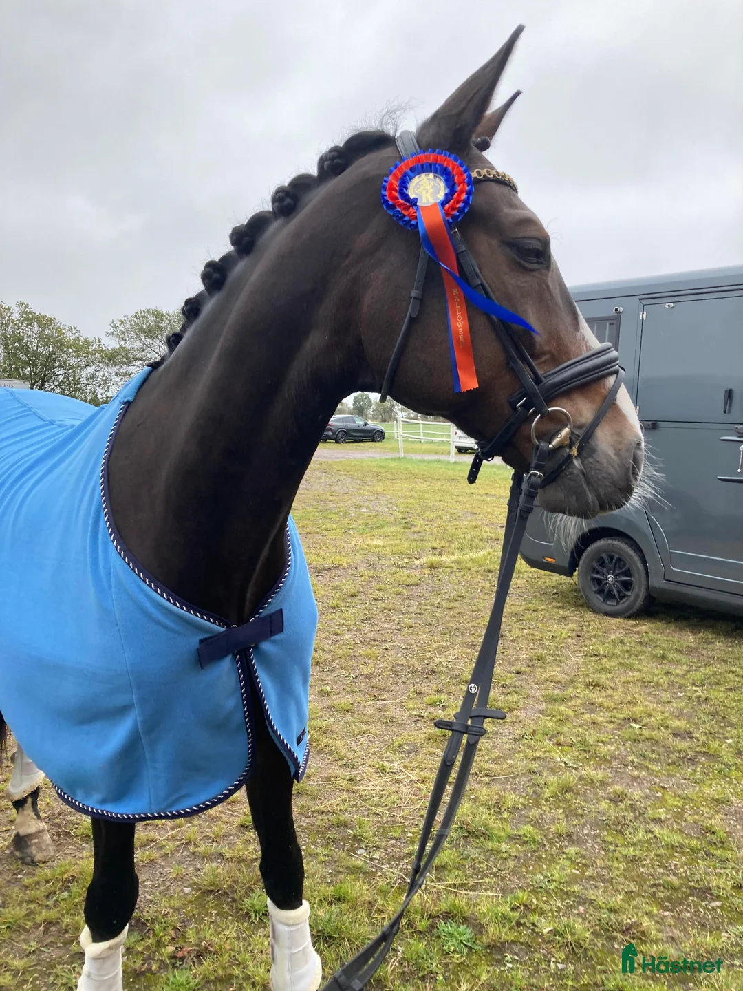 Dressyr hästar till salu: Stilig valack i Jonstorp - Annons 1