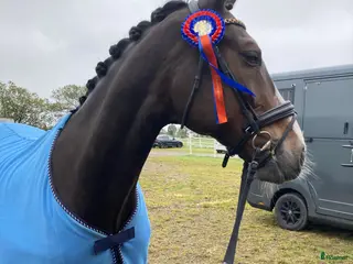 hästar Stilig valack - Annons 6