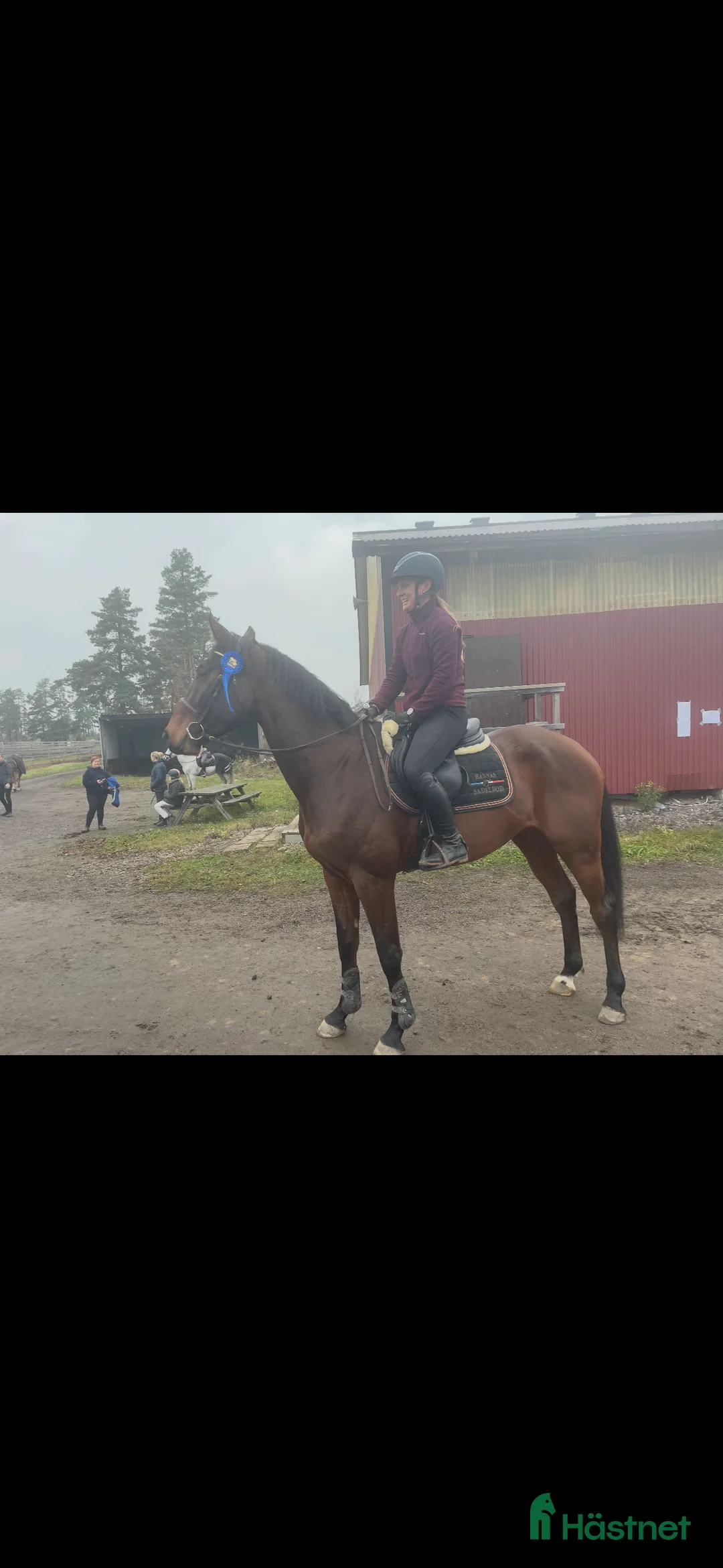 Hoppning hästar till salu: Lovande 5-åring - Annons 2