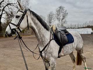 hästar Trevligt sto i Åtvidaberg - Annons 17