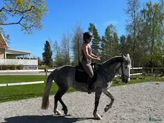 hästar Projekt d-ponny söker rätt person - Annons 2