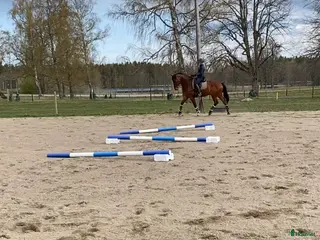 stallplats Fint privatstall Söderköping/Norrköping i Norrköping - Annons 18