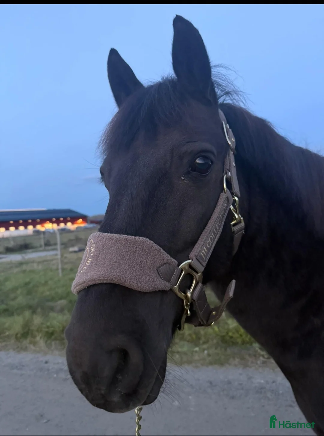 Allround hästar till salu: Vår underbara Spirit söker kärleksfullt hem  - Annons 5